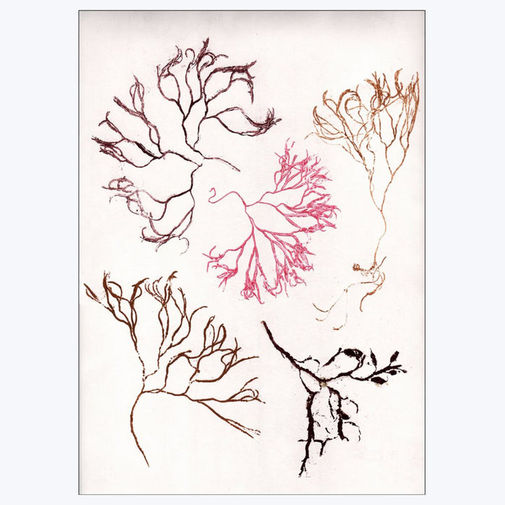 Pernille Folcarelli - Algae Multi 8.27"W x 0.04"D x 5.91"H