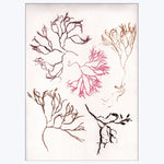 Pernille Folcarelli - Algae Multi 8.27"W x 0.04"D x 5.91"H