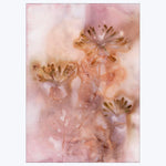 Pernille Folcarelli - Honeysuckle 2 Golden Rose 19.69"W x 0.04"D x 27.56"H